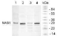 NAB1 | nucleic acid binding protein 1, Chlamydomonas in the group Antibodies Plant/Algal  / Chlamydomonas reinhardtii at Agrisera AB (Antibodies for research) (AS08 333)